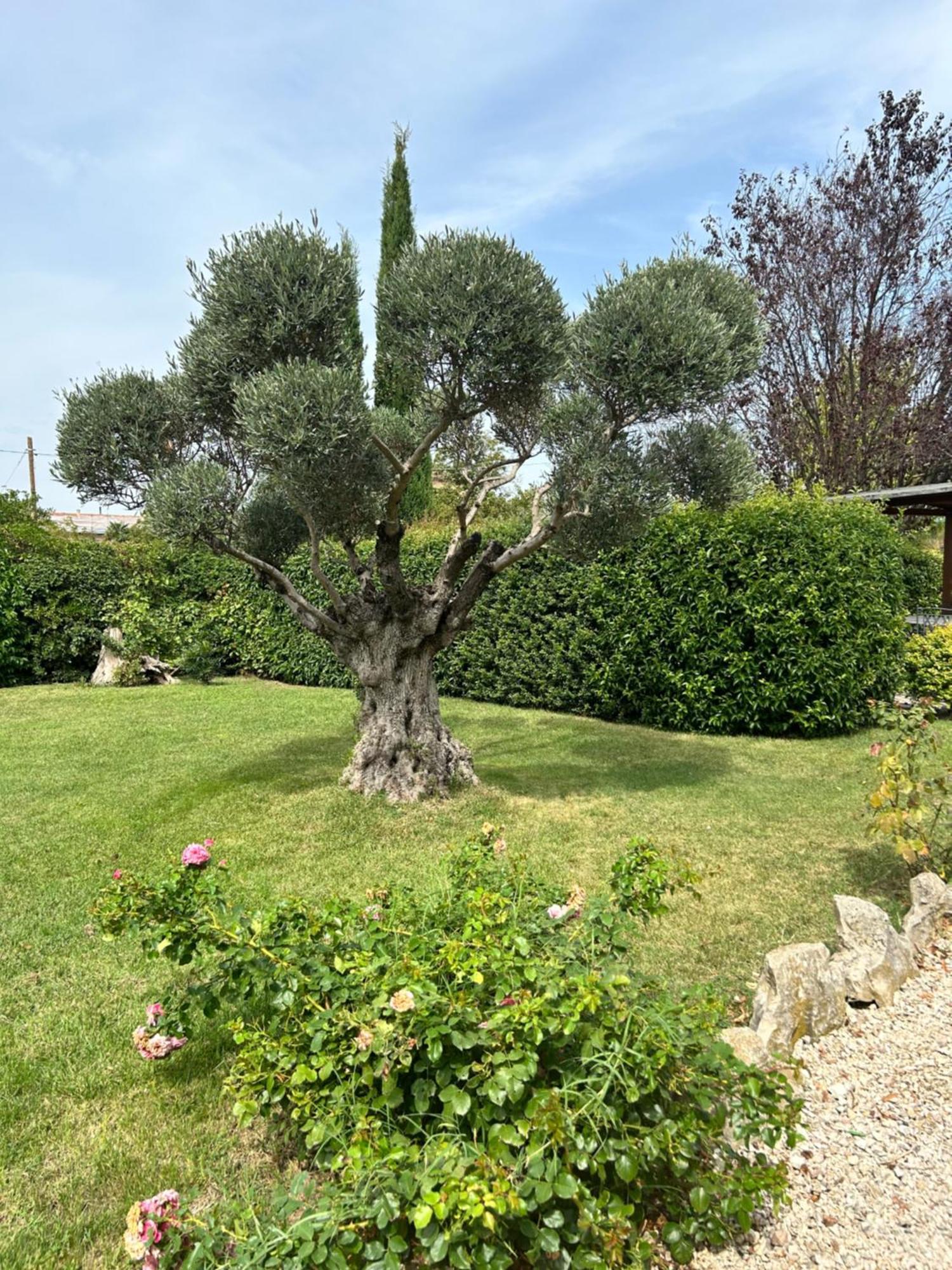Hotel La Perla Di Assise Extérieur photo